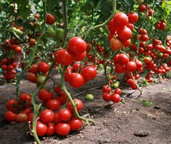 Лучшие сорта и гибриды томатов: фото, описание и характеристика  помидоров для огорода и комнаты