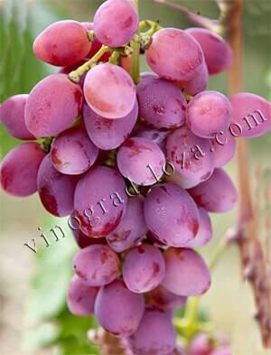 Сорт винограда Рута: фото и описание