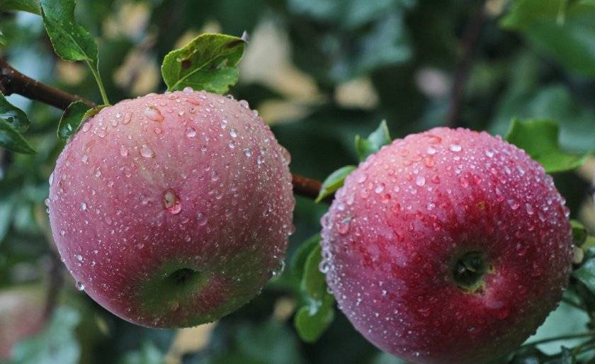 Морозостойкая яблоня боровинка: описание, фото