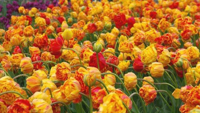 Тюльпан (80 фото): описание и строение цветов. как они выглядят и растут? как вырастить красивые желтые тюльпаны дома на подоконнике? посадка и уход