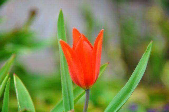Тюльпан карликовый (23 фото): как выглядят низкорослые тюльпаны? описание популярных сортов