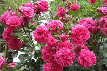 Роза гранд аморе (grande amore) — что это за чайно-гибридный сорт