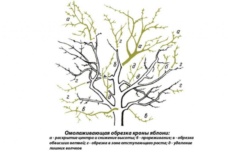 Как обрезать взрослую яблоню весной для начинающих схемы с подробным описанием