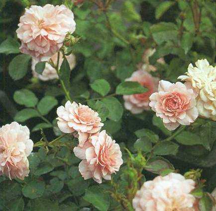 Роза многоцветковая вечноцветущая мини