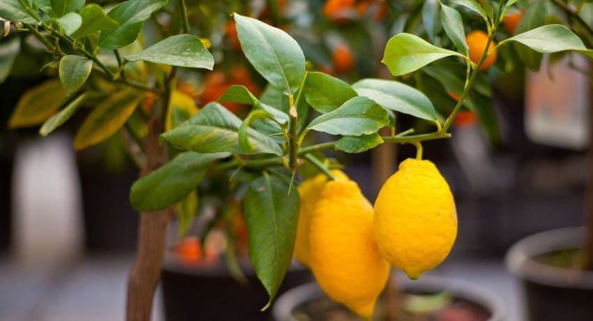 Какие болезни и вредители лимона бывают и как с ними бороться