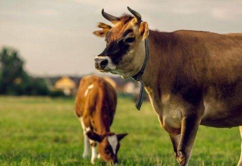 Калмыцкая порода крс - особенности содержания коров