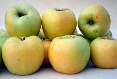 Сорт яблони антоновка десертное – описание, фото