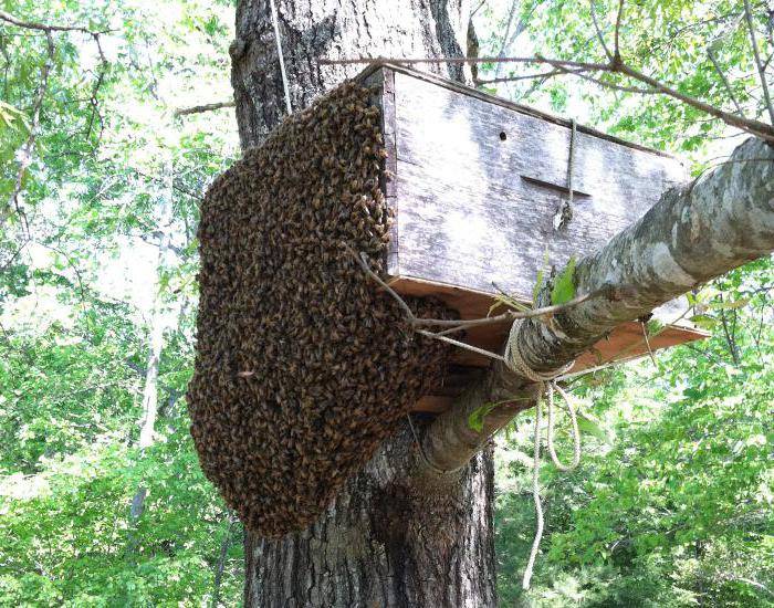 Как можно быстро и эффективно поймать рой пчел