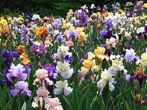 Правильная посадка ирисов осенью — гарантия обильного цветения весной