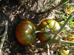 Характеристика и описание сорта томата арбузный, его урожайность