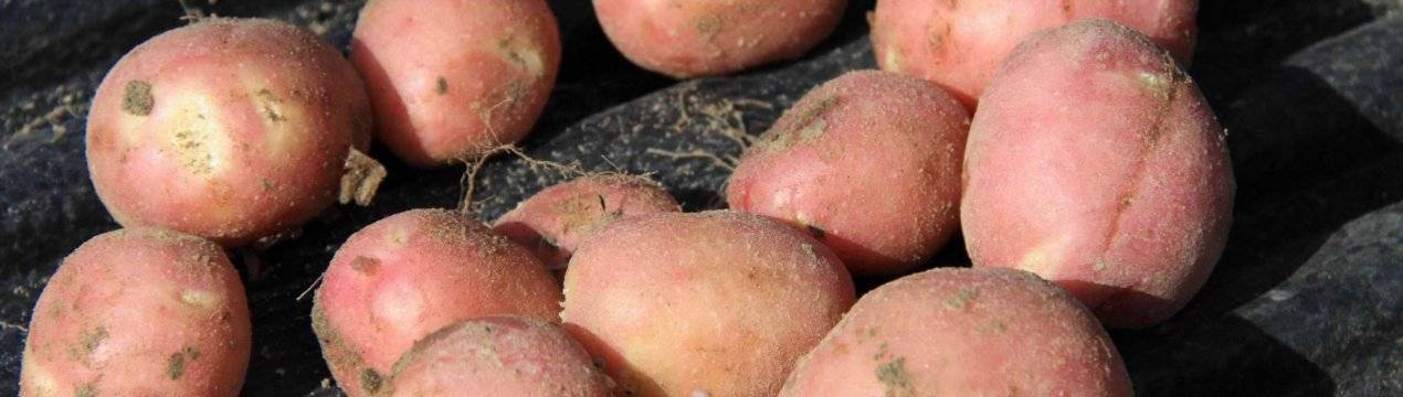 Сорт картофеля банба: ботаническое описание, агротехника выращивания и ухода