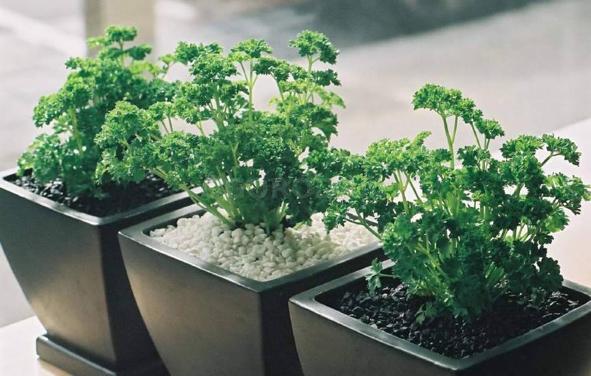 Все нюансы выращивания петрушки из семян на подоконнике в квартире или на балконе. разбор возможных проблем