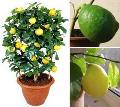Как вырастить комнатный лимон из косточки