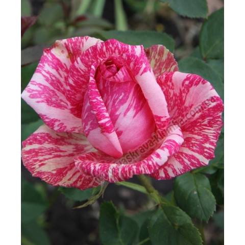 Ароматные яркие розы пинк: фото и описание интуишн, нокаут и других разновидностей. особенности выращивания