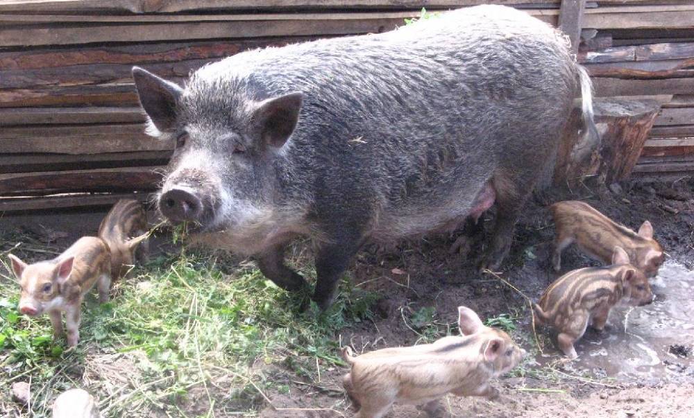 Описание породы свиней венгерская мангалица