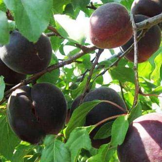 Как вырастить в саду чёрный абрикос
