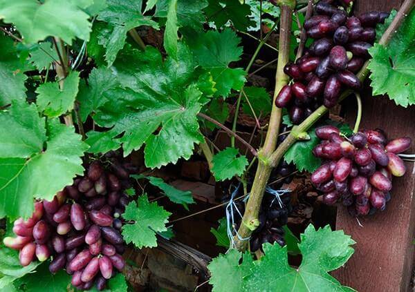 Выращивание нового гибридного сорта винограда изюминка