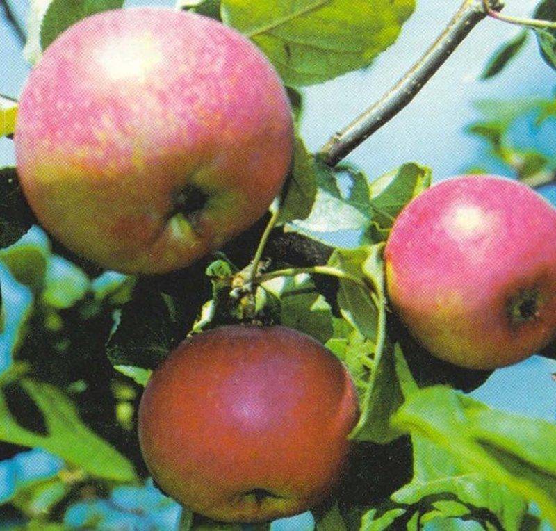 Яблоня краса свердловска: описание и характеристика сорта