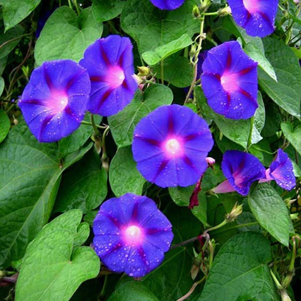 Цветок «ипомея пурпурная»: посадка и уход в открытом грунте + фото
