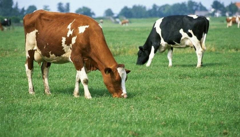 У коровы нет жвачки: что делать? лечение народными средствами