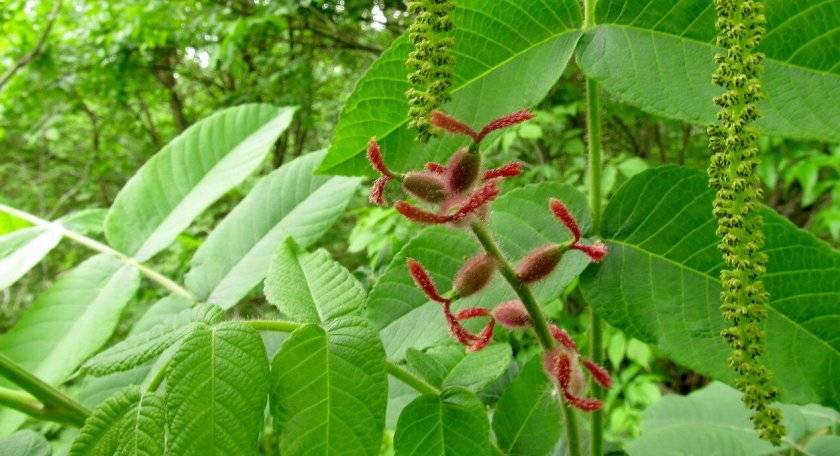 Грецкий орех - дерево семейства ореховые. посадка, выращивание и уход