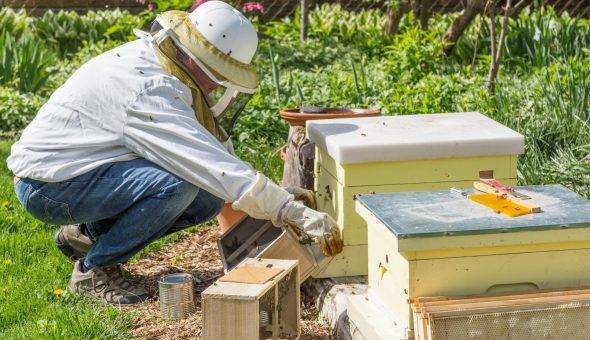 Правила  и особенности пересадки пчел из пчелопакета в улей бочка мёда