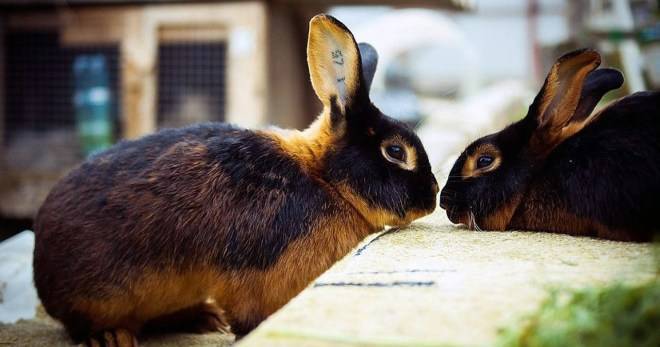 Кролики породы Рекс: карликовые, большие