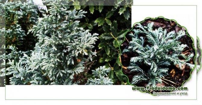 Кипарисовик горохоплодный санголд: описание растения, его посадка и уход