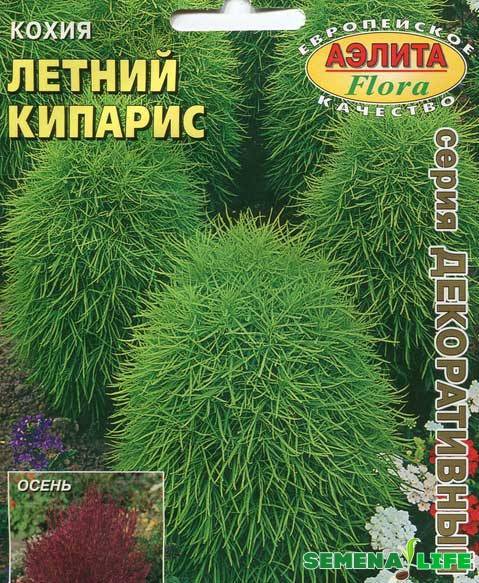 Кохия летний кипарис — выращивание из семян