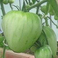 Томат вельможа - характеристика и описание сорта помидоров
