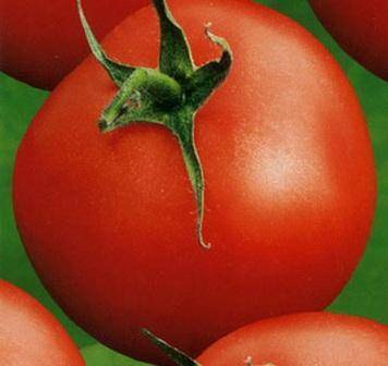Помидоры коктейльного типа — томат форте розе f1: описание сорта и особенности его выращивания