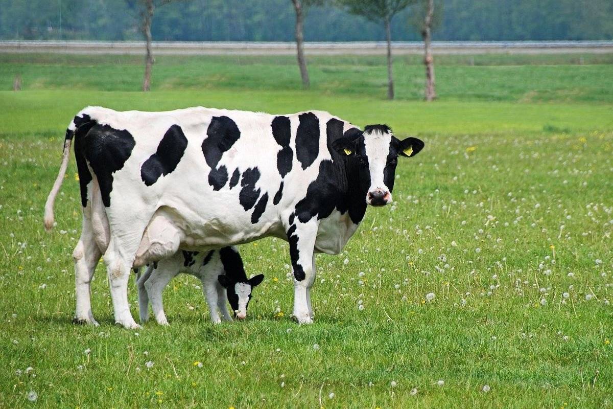 Такие разные коровы: обзор пород