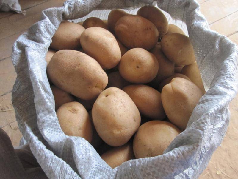 Лорх сорт картофеля
