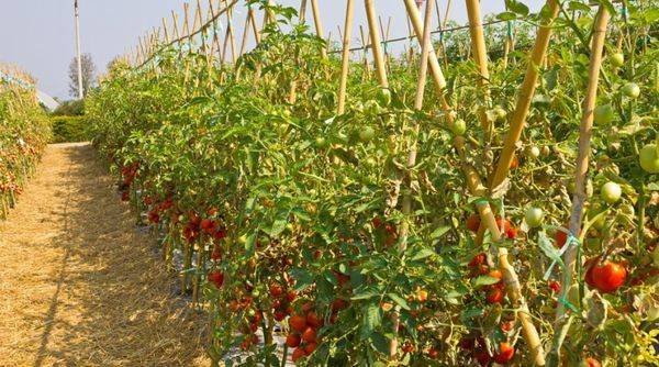 Индетерминантные томаты: характерные особенности, распространённые сорта, нюансы выращивания