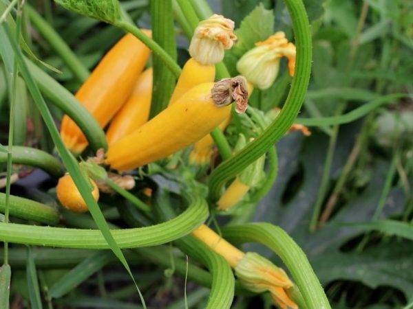 Все о сорте желтоплодного кабачка золотинка: посадка и уход, выращивание