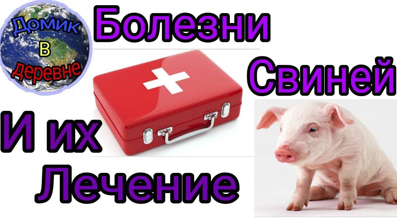 Глисты у свиней симптомы и лечение народными средствами