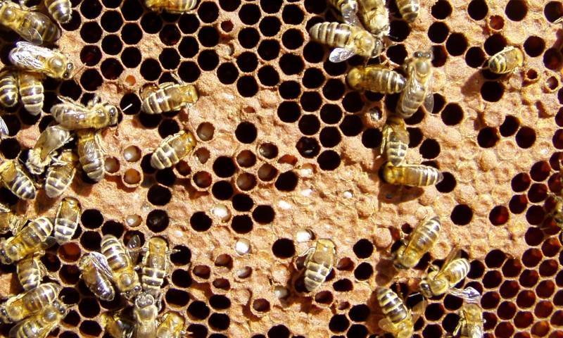 Как вылечить аскосфероз у пчел