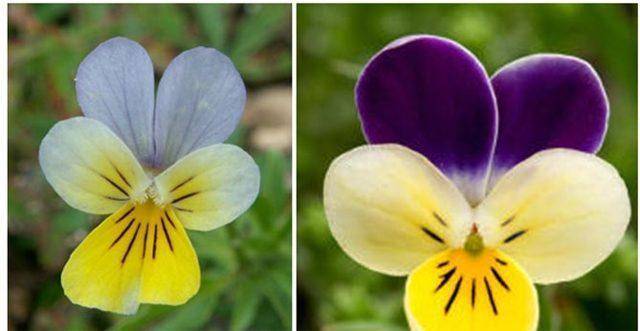 Виола или анютины глазки: выращивание из семян, когда сажать на рассаду, как ухаживать за цветком с нежными лепестками и интересными вариациями оттенков