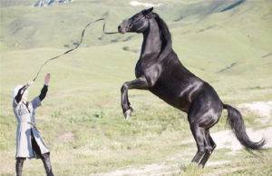 История карачаевской породы лошадей 2020
