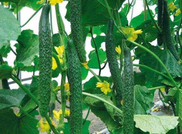 Огурцы Изумрудный поток F1: выращивание в теплице и открытом грунте
