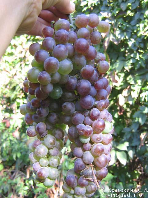 Ркацители или “красная лоза” – лидирующий белый виноград