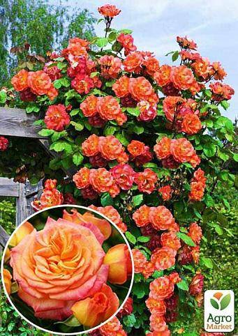 Описание плетистой розы сорта алоха: условия выращивания, цветение и уход