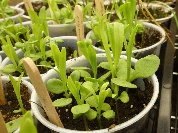 Как выращивать гвоздику шабо в открытом грунте