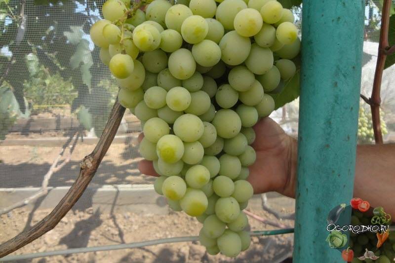 Виноград “лора”: описание сорта, урожайность, фото, отзывы