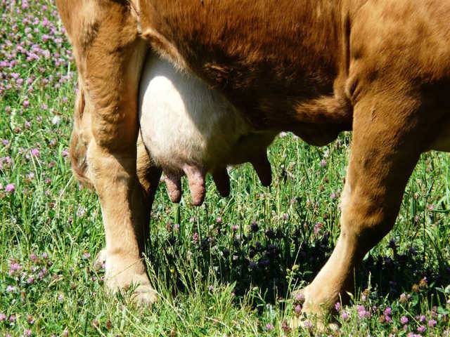 Болезни вымени у коров и их лечение