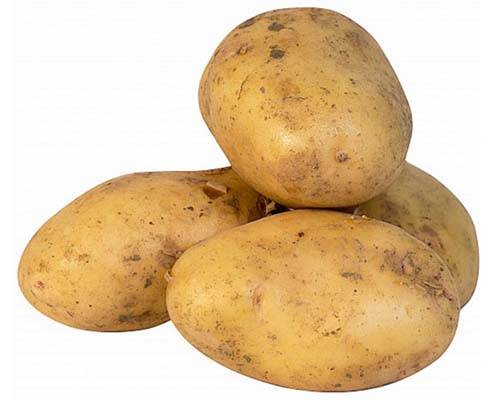Сорта картофеля – выбираем наиболее вкусные и урожайные для средней полосы