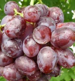 Описание сорта винограда эверест: фото и отзывы | vinograd-loza