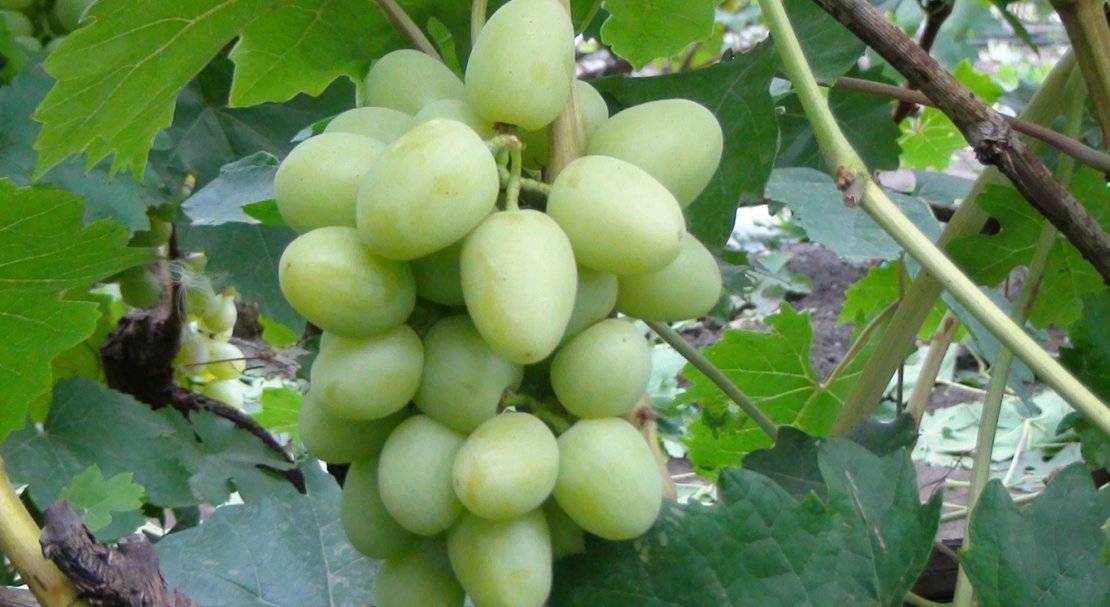 Сорт винограда дарья — описание и особенности выращивания