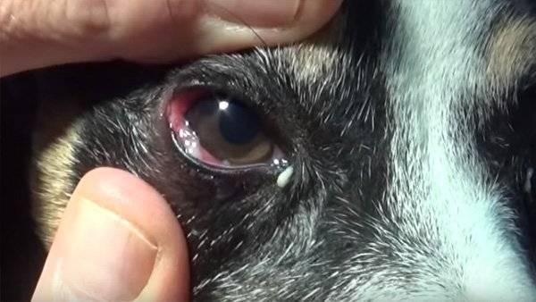 Бельмо на глазу у коровы: симптомы и лечение