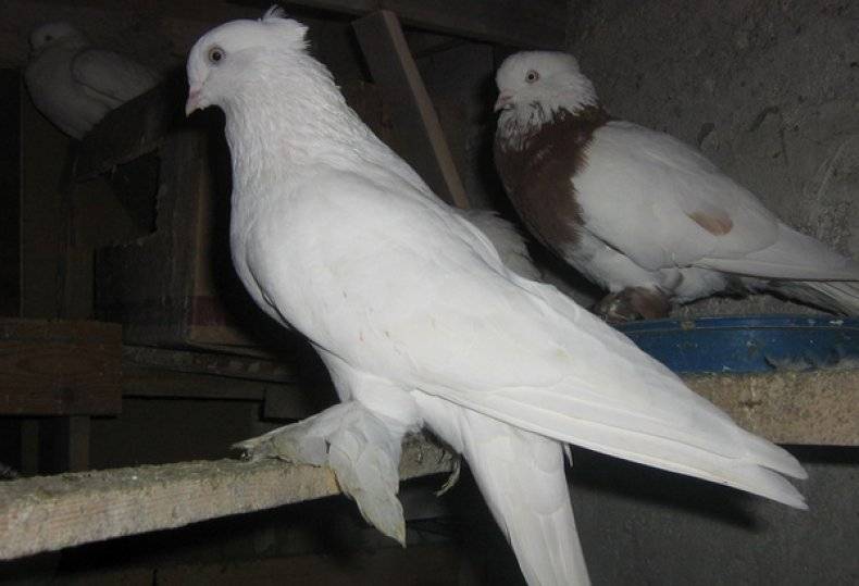 За что ценят породу андижанских голубей - общая информация - 2020